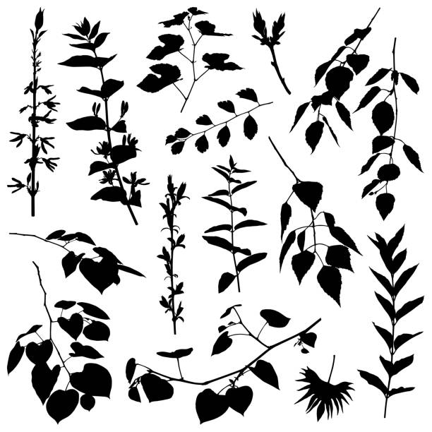 illustrations, cliparts, dessins animés et icônes de silhouette de plantes, des éléments de design vectoriel - bush isolated plant white background