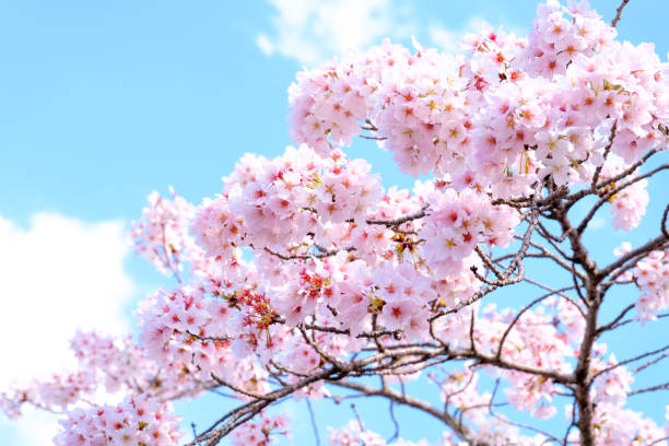 accent de cerisiers sakura à branche sur fond bleu de ciel et nuages, sun shine à arbre de sakura avec une journée ensoleillée dans le temps du matin, sakura branches tournez à couleur rose au printemps au japon. - cherry tree morning sunlight sunny photos et images de collection
