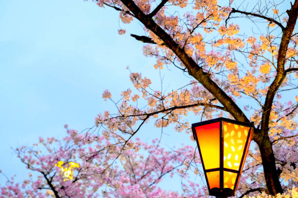 istock Focus traditional Japanese lantern light up ,Sakura cherry blossoms branches ,sakura light up branch against sunset sky,  twilight in evening ,Japan. 1054922156