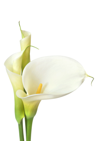 White calla lilies, isolated on white.  Buds and full-bloom, in soft focus.  More flowers: