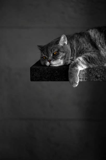 Domestic Cat hunting