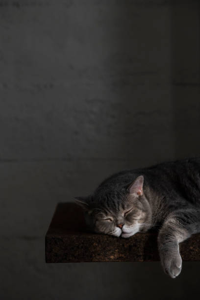 British shorthair cat on the table