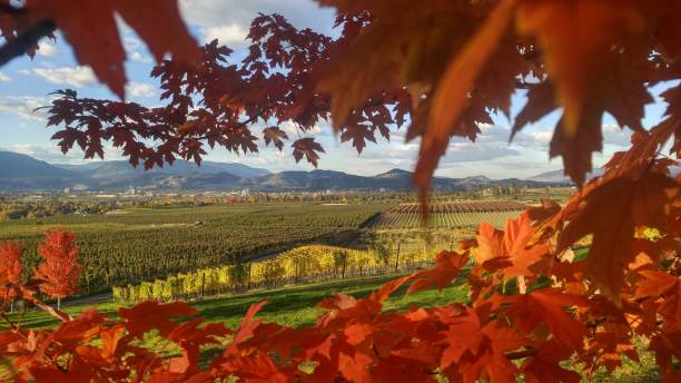 Vineyard on the Autumn