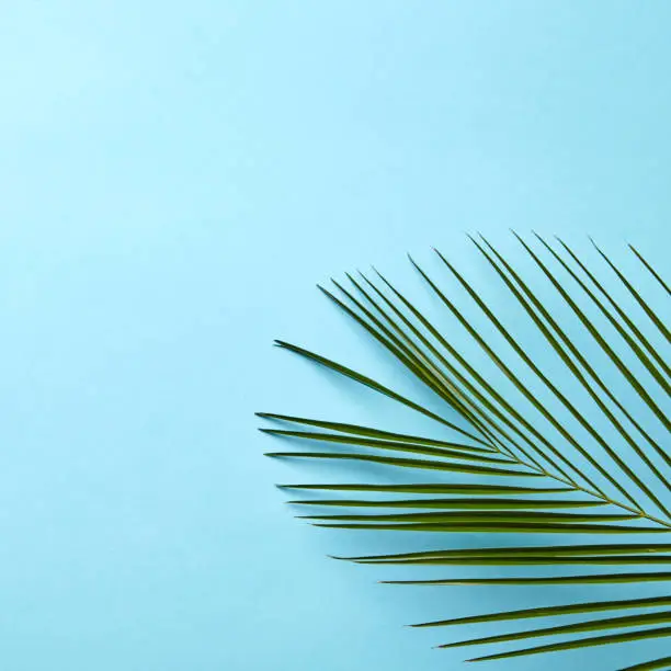 Photo of Green palm leaf on a blue background with copy space. Natural layout. Flat lay