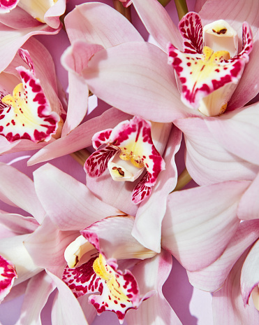 Delicate pink orchid flowers with a pattern on petals. Flowering layout for your ideas. Flat lay