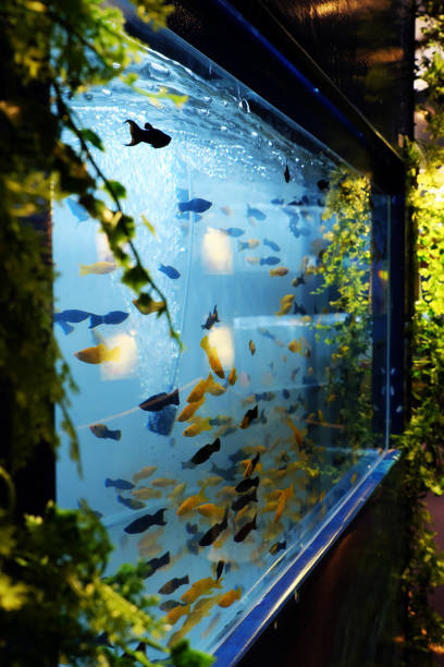 istock ornamental fish in aquarium 1054923870