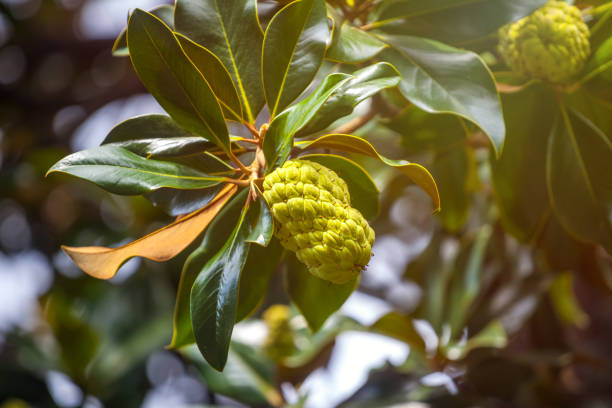 istock The Magnolia tree exhibits seed pods or cones or fruit 1054924742