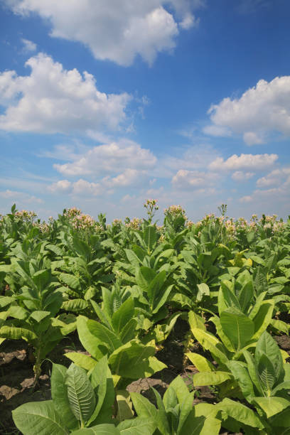 istock Tobacco plants in field 1054926436