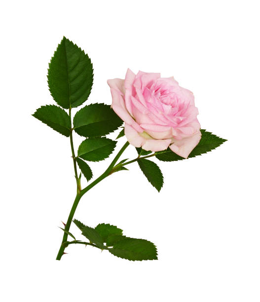 istock Pink rose flower and green leaves 1054927970