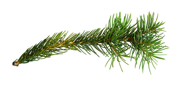 istock Twig of Christmas tree 1054928074