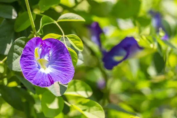 Photo of Nature background, blue flowers, Clitoria ternatea L.