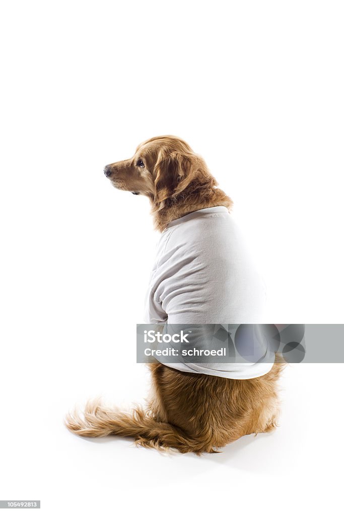 Chien de t-shirts isolé sur blanc - Photo de Chien libre de droits