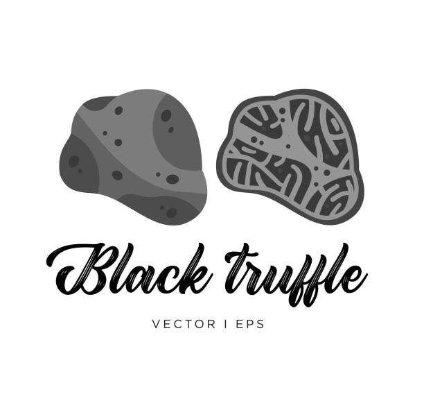 ilustrações de stock, clip art, desenhos animados e ícones de black truffle mushroom, cut sliced, vector editable illustration. flat simple style, gourmet food. - madonna