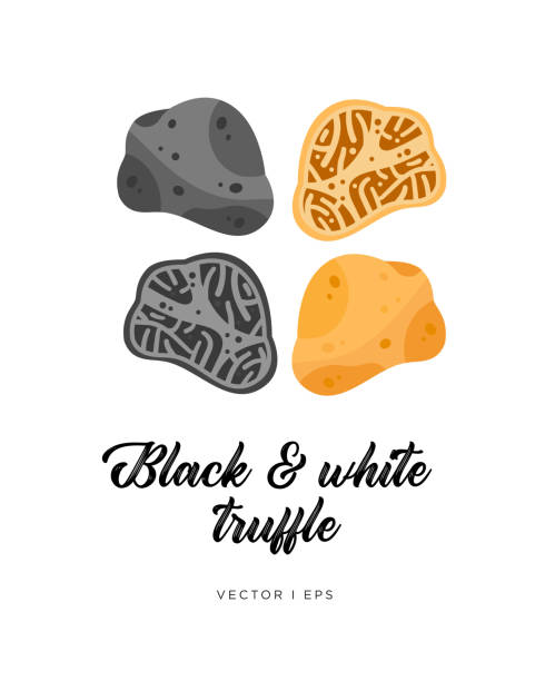ilustrações de stock, clip art, desenhos animados e ícones de black and white truffle mushroom, cut sliced, vector editable illustration. flat simple style, gourmet food. - madonna
