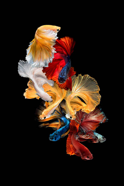 Close up art movement of Betta fish,Siamese fighting fish isolated on black background.Fine art design concept. Close up art movement of Betta fish,Siamese fighting fish isolated on black background.Fine art design concept. siamese fighting fish stock pictures, royalty-free photos & images