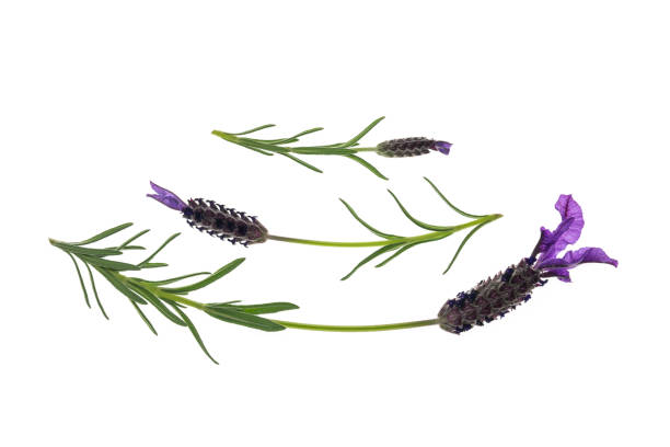 istock garden lavender isolated on white background with copy space above 1054941968