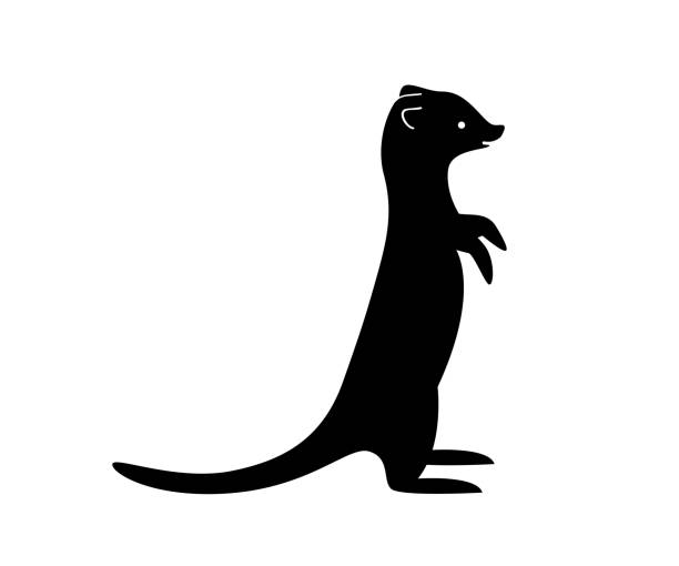 ilustraciones, imágenes clip art, dibujos animados e iconos de stock de silueta negra de suricata. sombra del vector. trayectoria de corte láser - mangosta