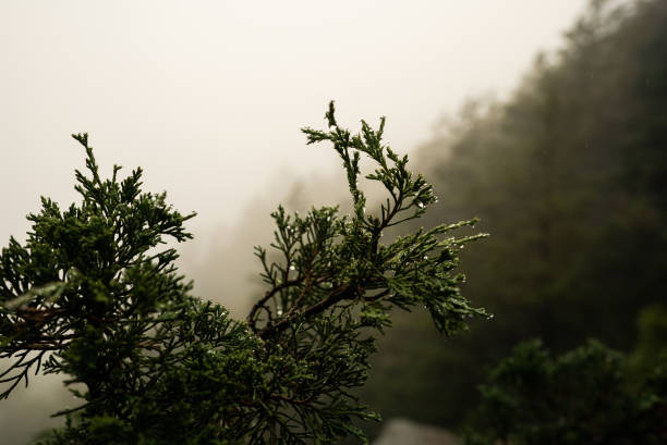 cierre para arriba de gotas de lluvia y telas de araña en árbol denso húmedo bosque con vista panorámica sobre la empinada montaña con ambiente brumoso en otoño - fog wet rain tree fotografías e imágenes de stock