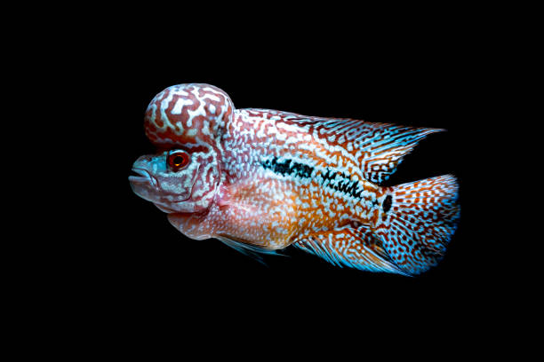 istock Cichlids fish in beautiful aquariums to come back 1054944100