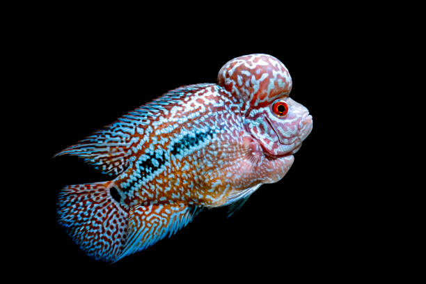 istock Cichlids fish in beautiful aquariums to come back 1054944102