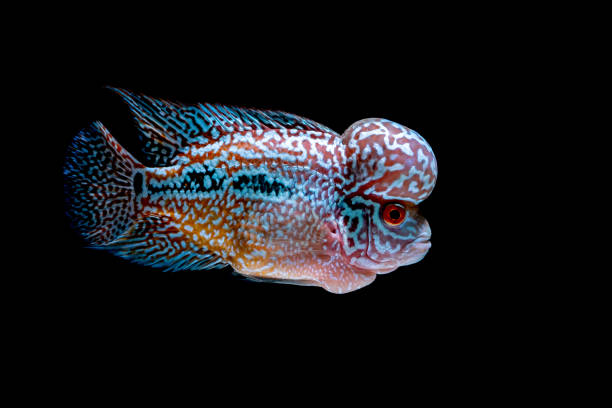 istock Cichlids fish in beautiful aquariums to come back 1054944104