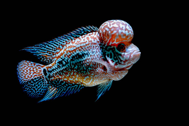 istock Cichlids fish in beautiful aquariums to come back 1054944114