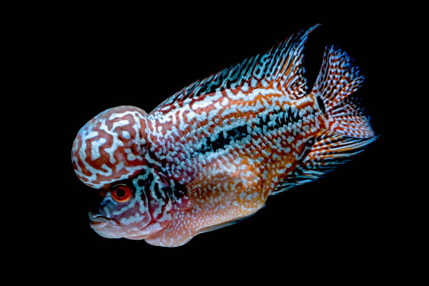 istock Cichlids fish in beautiful aquariums to come back 1054944124
