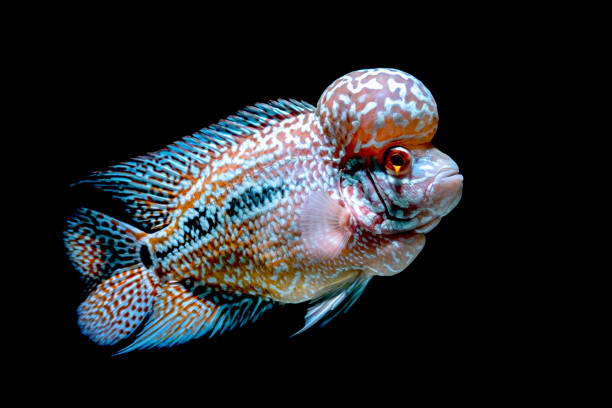 istock Cichlids fish in beautiful aquariums to come back 1054944132