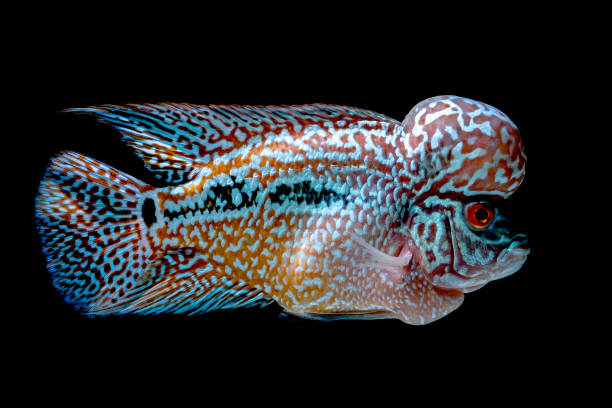 istock Cichlids fish in beautiful aquariums to come back 1054944146