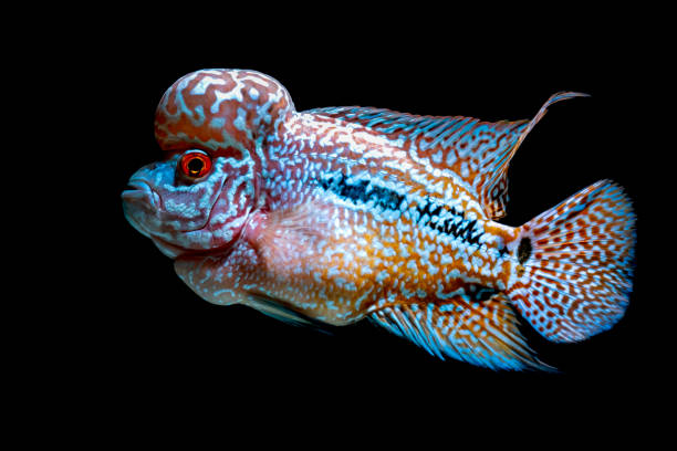 istock Cichlids fish in beautiful aquariums to come back 1054944148