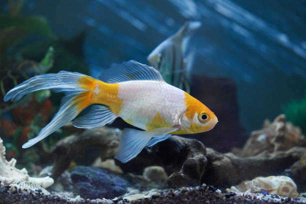 istock One goldfish in blue aquarium water 1054944226