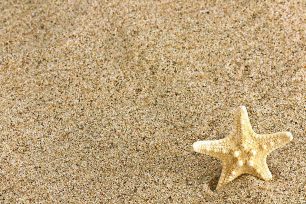 stella di mare e sabbia - pentagonaster starfish foto e immagini stock