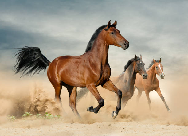 istock Herd of wild beautiful horses 1054944706
