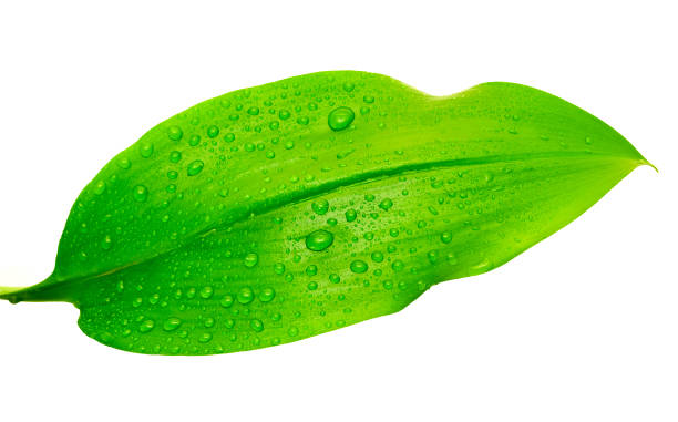 istock green leaf with drops of water 1054945324
