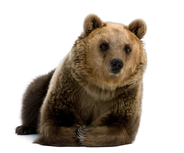istock Female Brown Bear, 8 years old, lying down 105494592