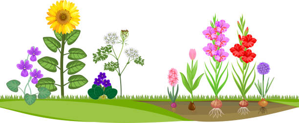 Flower Garden With Different Flowering Plants Stock Illustration
