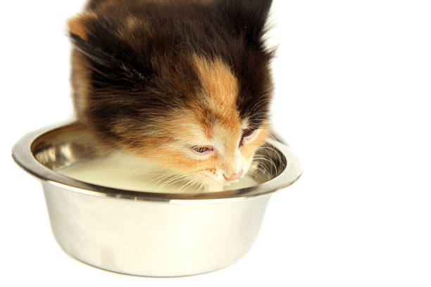 Kitten drinking milk stock photo