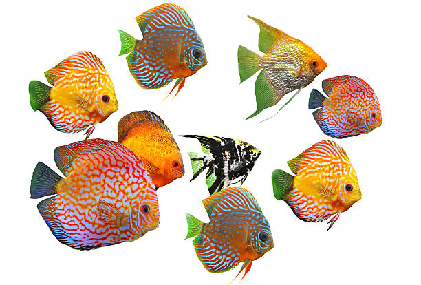 group of fishes group of fishes on a white background discus fish symphysodon stock pictures, royalty-free photos & images