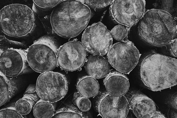 istock Dry chopped birch-tree logs stacked on top of each other. Black and white 1054952268
