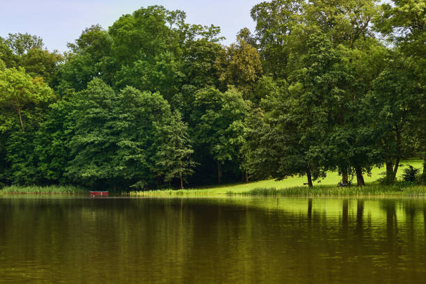 istock View from the water on the lakeside in the forest 1054952302