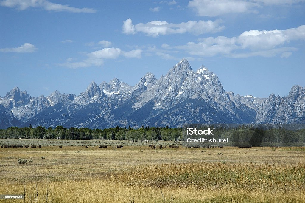 グランド Tetons Bisons - Teton County - Wyomingのロイヤリティフリーストックフォト