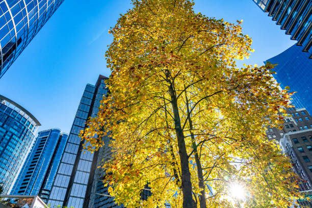 istock Autumn leaves reflecting on office building 1054955754