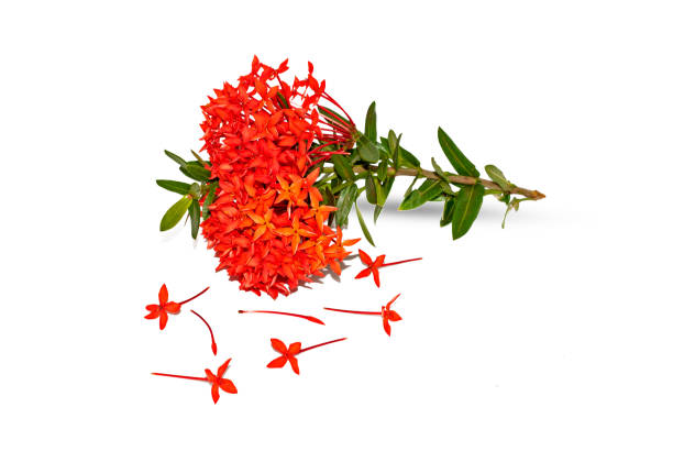 istock Red ixora flower isolated on white 1054956184