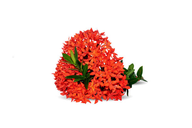 istock Red ixora flower isolated on white 1054956188