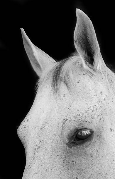 istock close up of a white horse 105495639