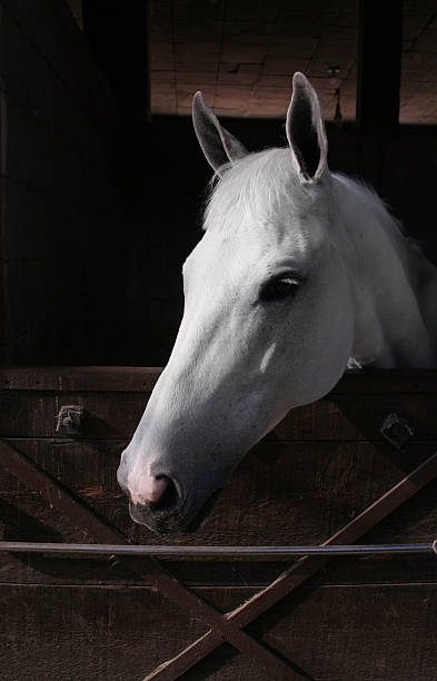 istock close up of a white horse 105495645