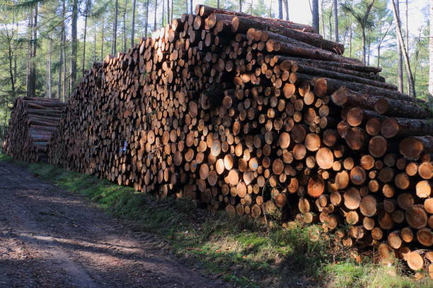 istock stacked tree trunks in the dutch woods, state Drenthe 1054956906