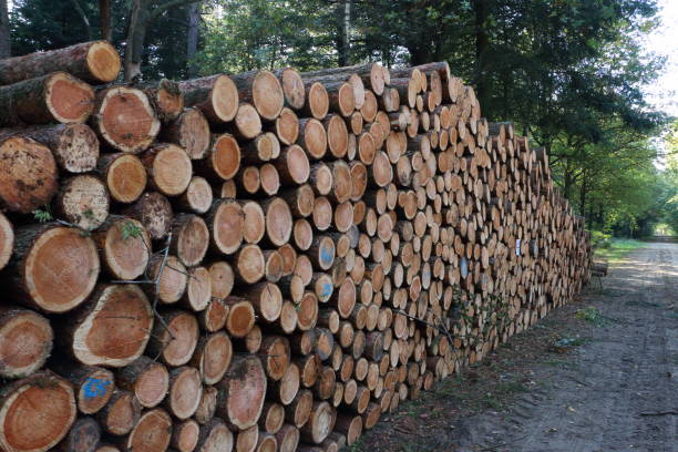 istock stacked tree trunks in the dutch woods, state Drenthe 1054956918