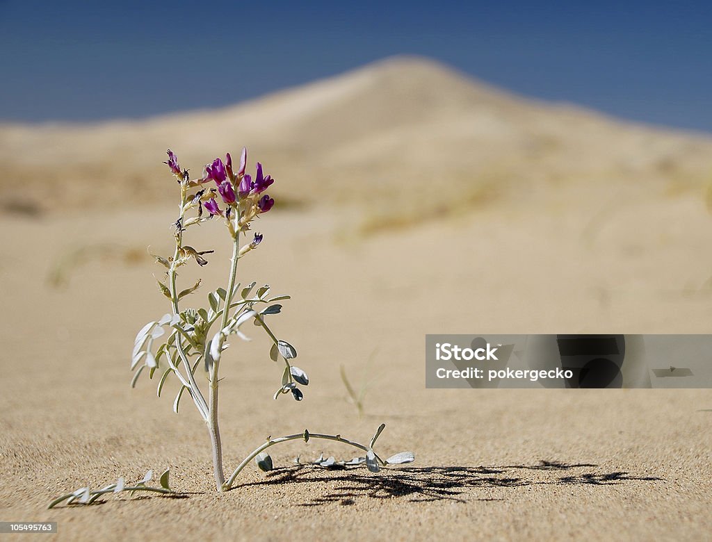 Superare le avversità in Dune di sabbia - Foto stock royalty-free di Fiore
