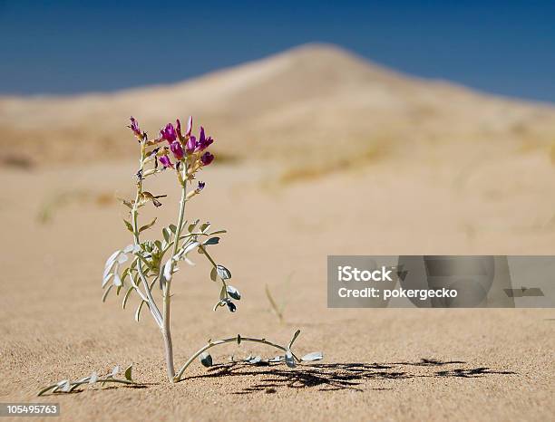Superare Le Avversità In Dune Di Sabbia - Fotografie stock e altre immagini di Fiore - Fiore, Deserto, Specie in pericolo d'estinzione